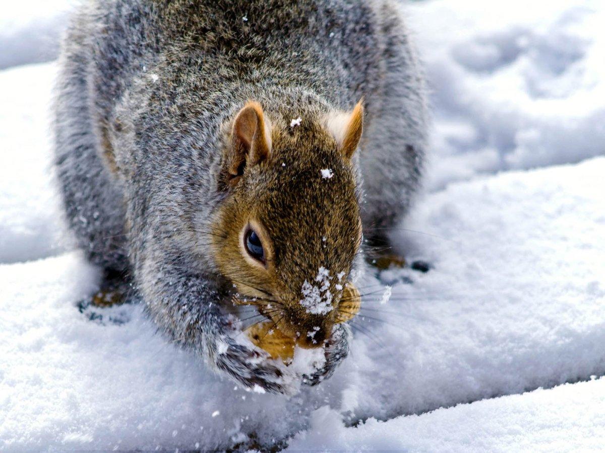 Дикие животные зимой - красивые фото
