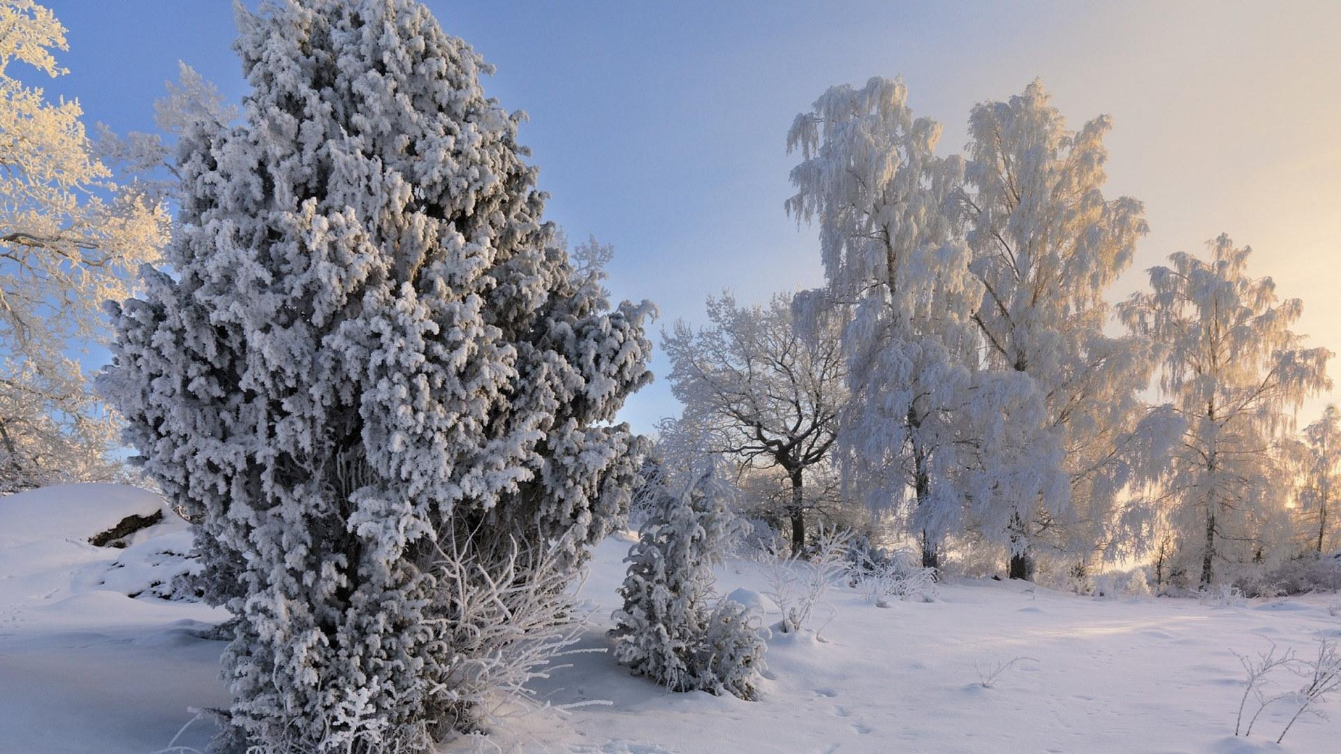 Том Брицис: действительно ли Латвию ждет самая холодная зима столетия? /  Статья