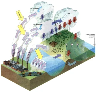Влияние кислотных дождей на состояние экологии