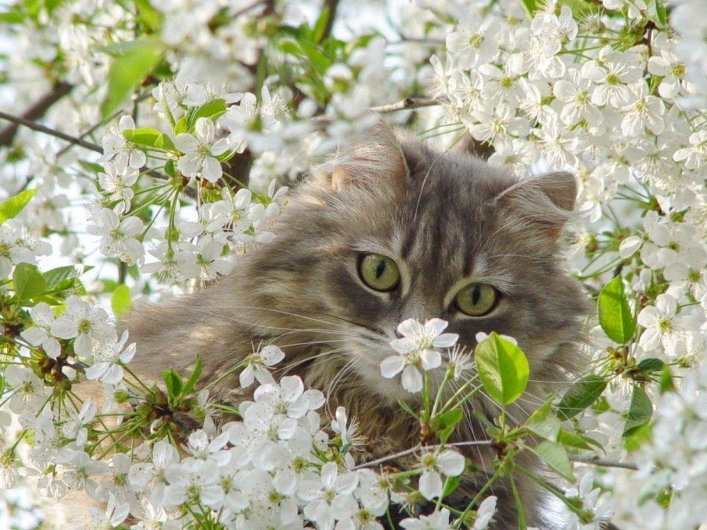 Весенний кот рисунок - 67 фото