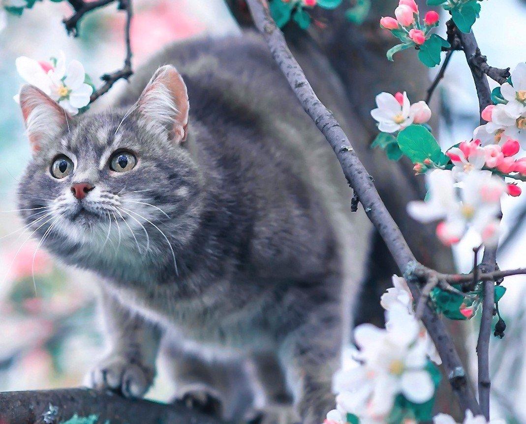 Как весна влияет на домашних животных? | Статьи