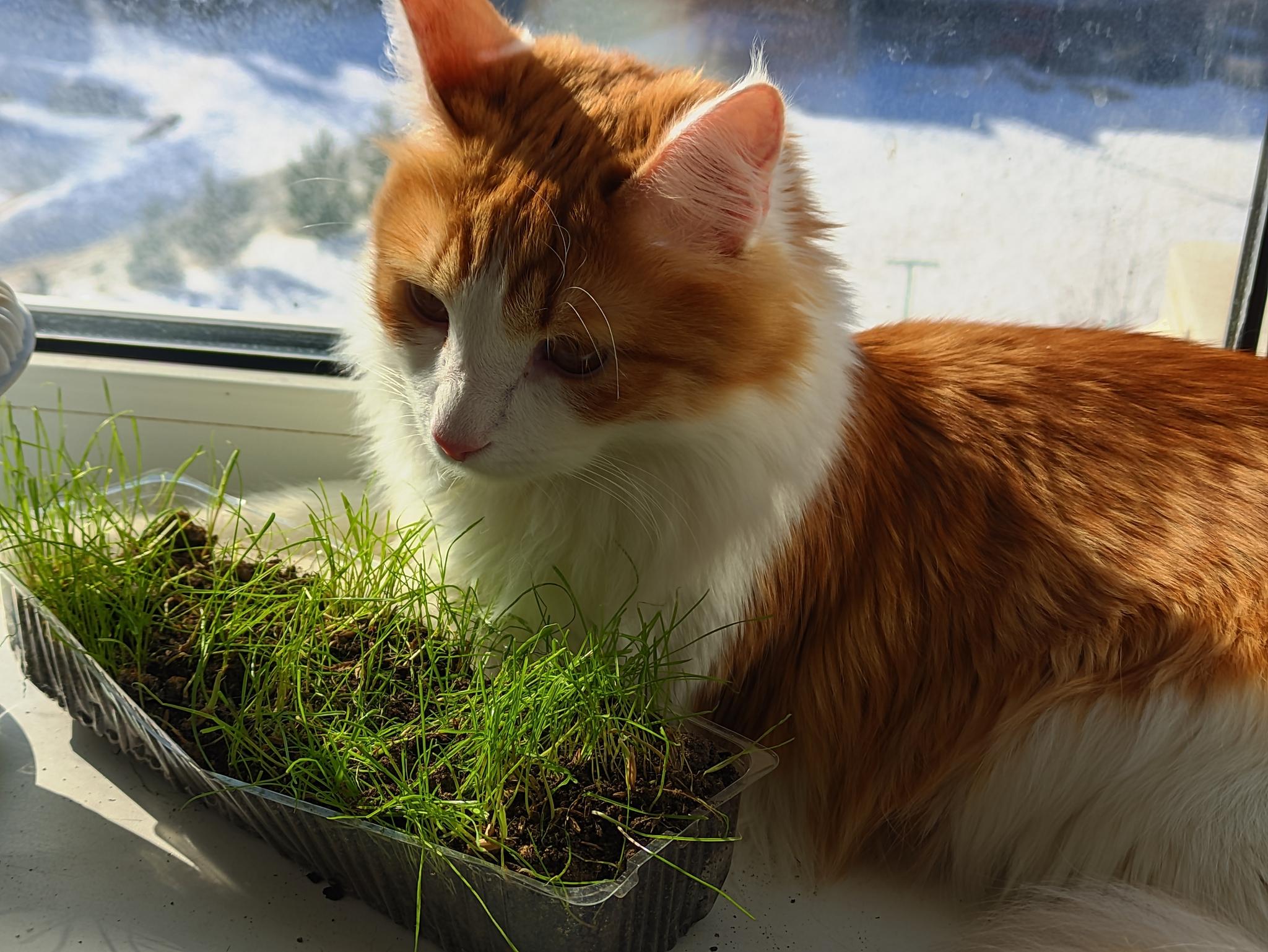 полосатая сибирская кошка ходит по траве и цветам весной в парке. домашние  животные в зелени Стоковое Фото - изображение насчитывающей поле, кошачий:  245865726