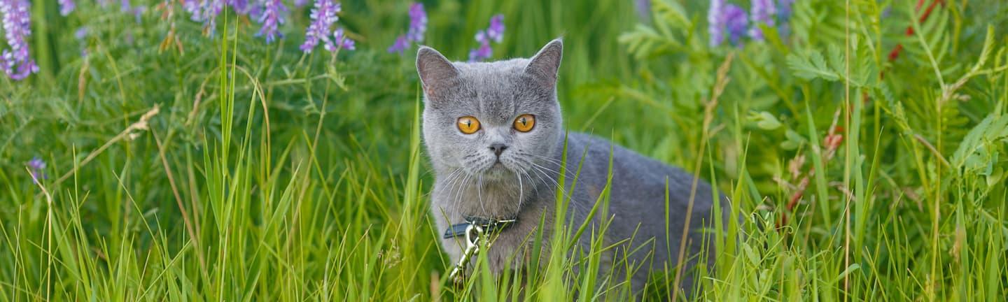 🐈В первый день весны в России отмечается День кошек. | 01.03.2023 |  Можайск - БезФормата