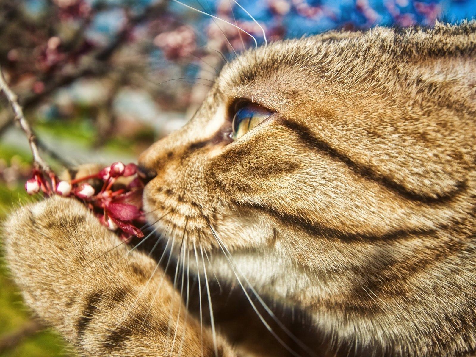 Фотогалерея \"Забавные фото\" - \"Весной пахнет\" - Фото породистых и  беспородных кошек и котов.