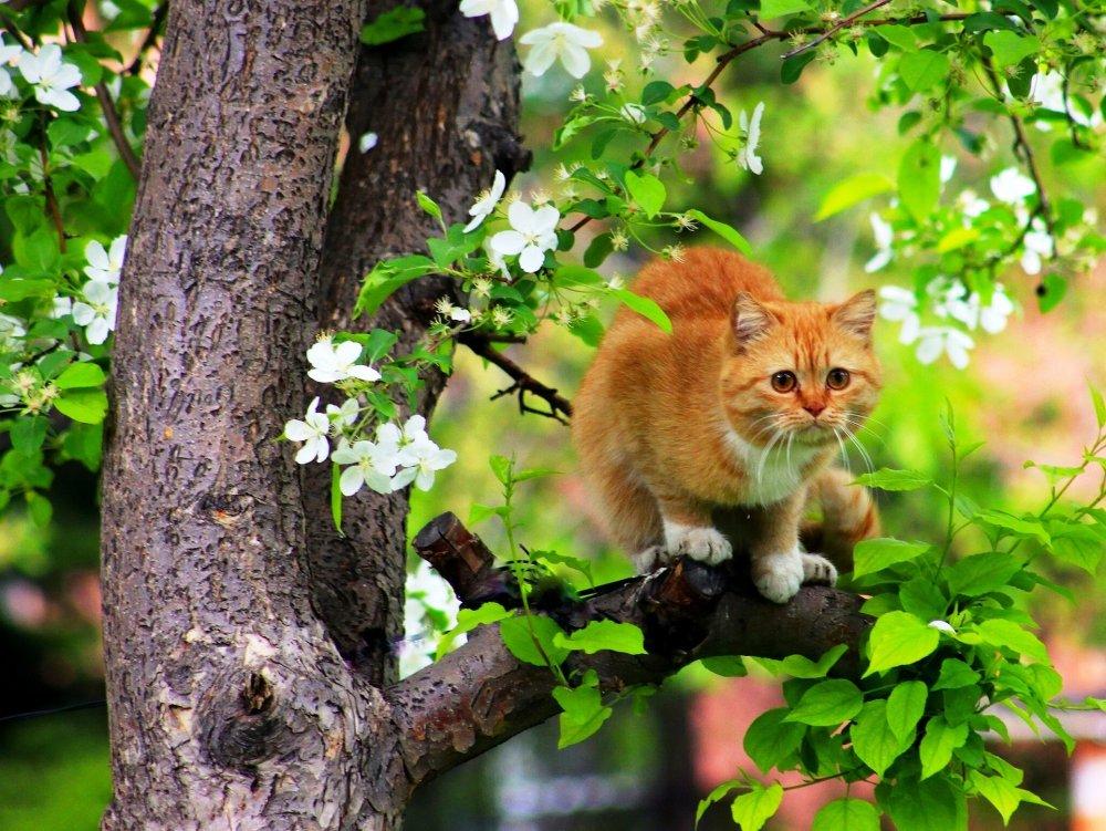 https://www.royalcanin.com/ua/ru-ua/cats/health-and-wellbeing/why-do-cats-shed