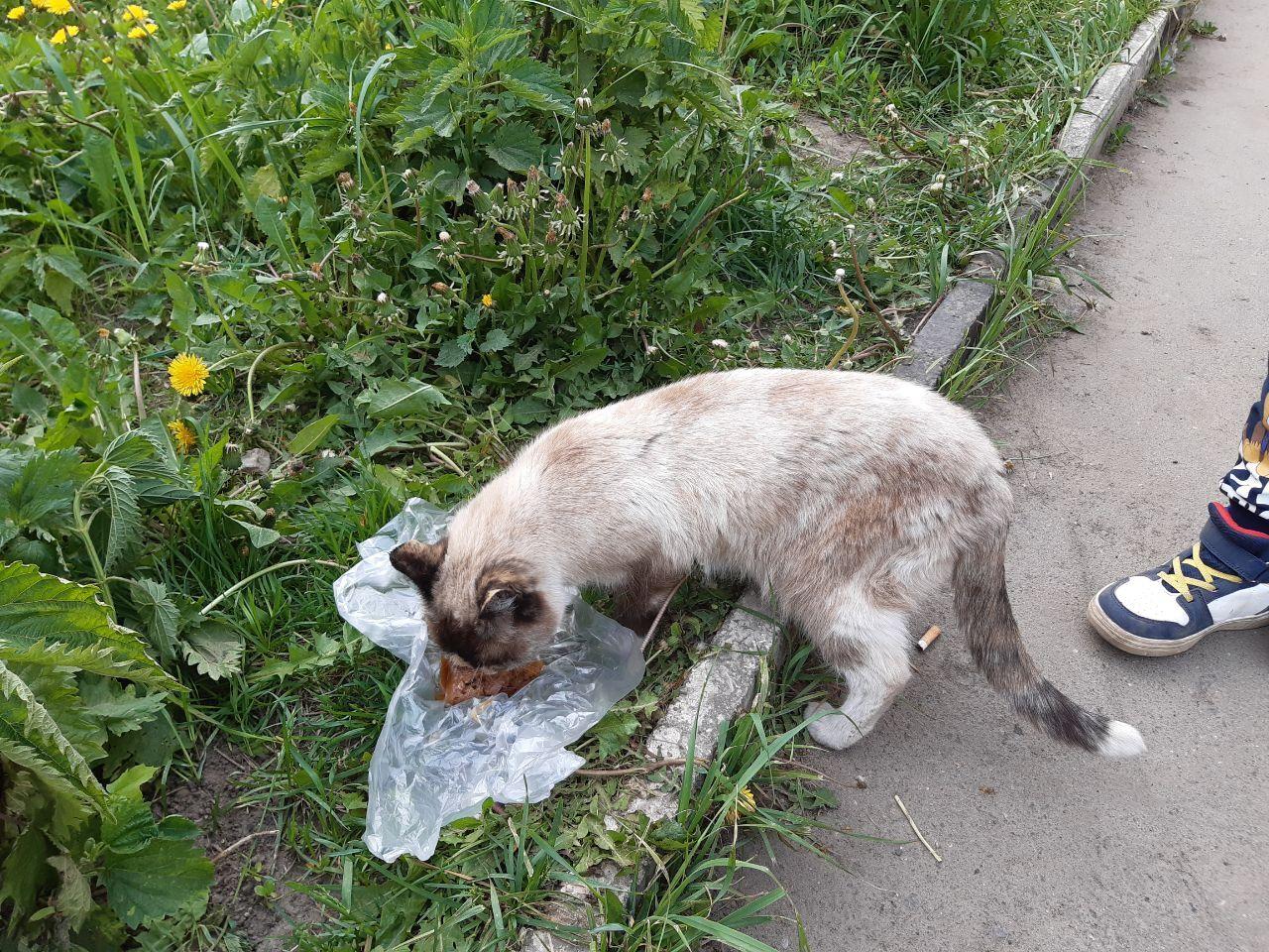 Сидели, мурчали и хвостами качали. Какие кошки обитают на улицах Барнаула  весной