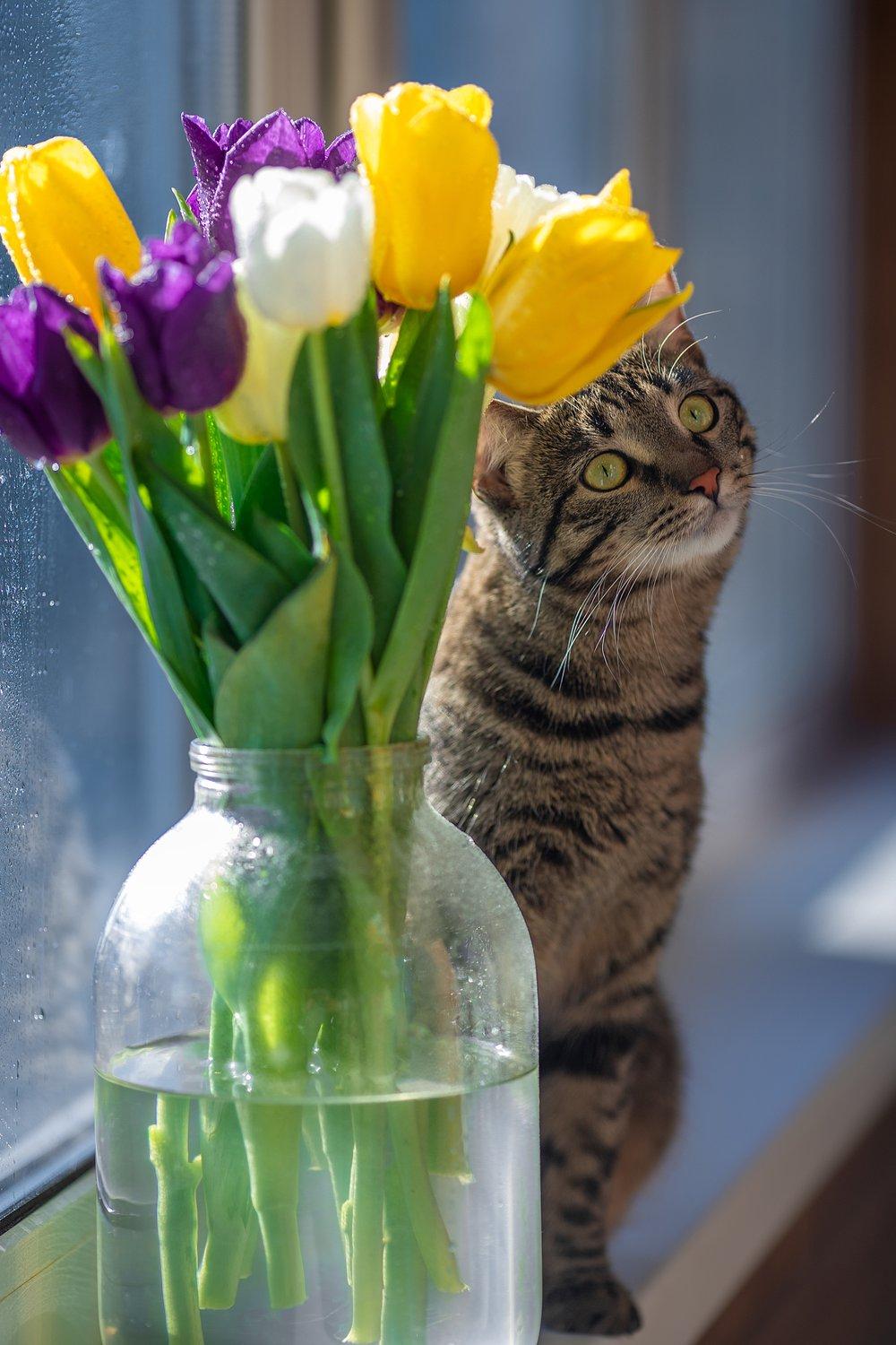 Кошки весной | Любимец | Дзен