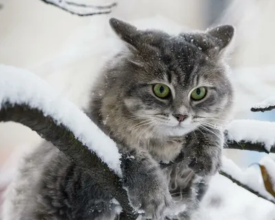 Кот и зима картинки
