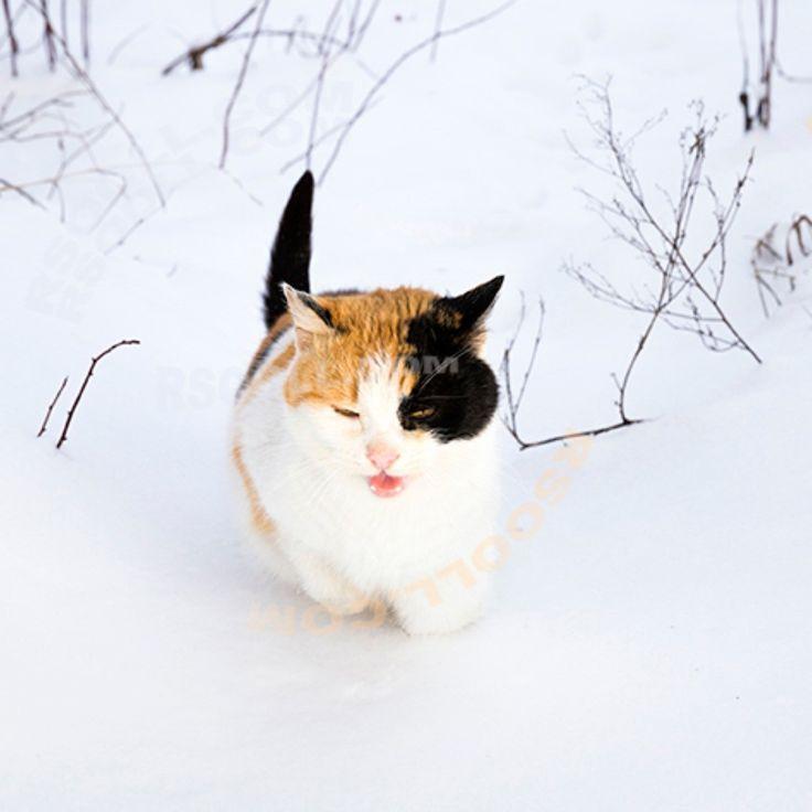 Зимний кот. Хотя скорее кошка #cat #winter #snow #snowdrift #кот #зима  #снег #сугроб | Pets, Cats, Animals