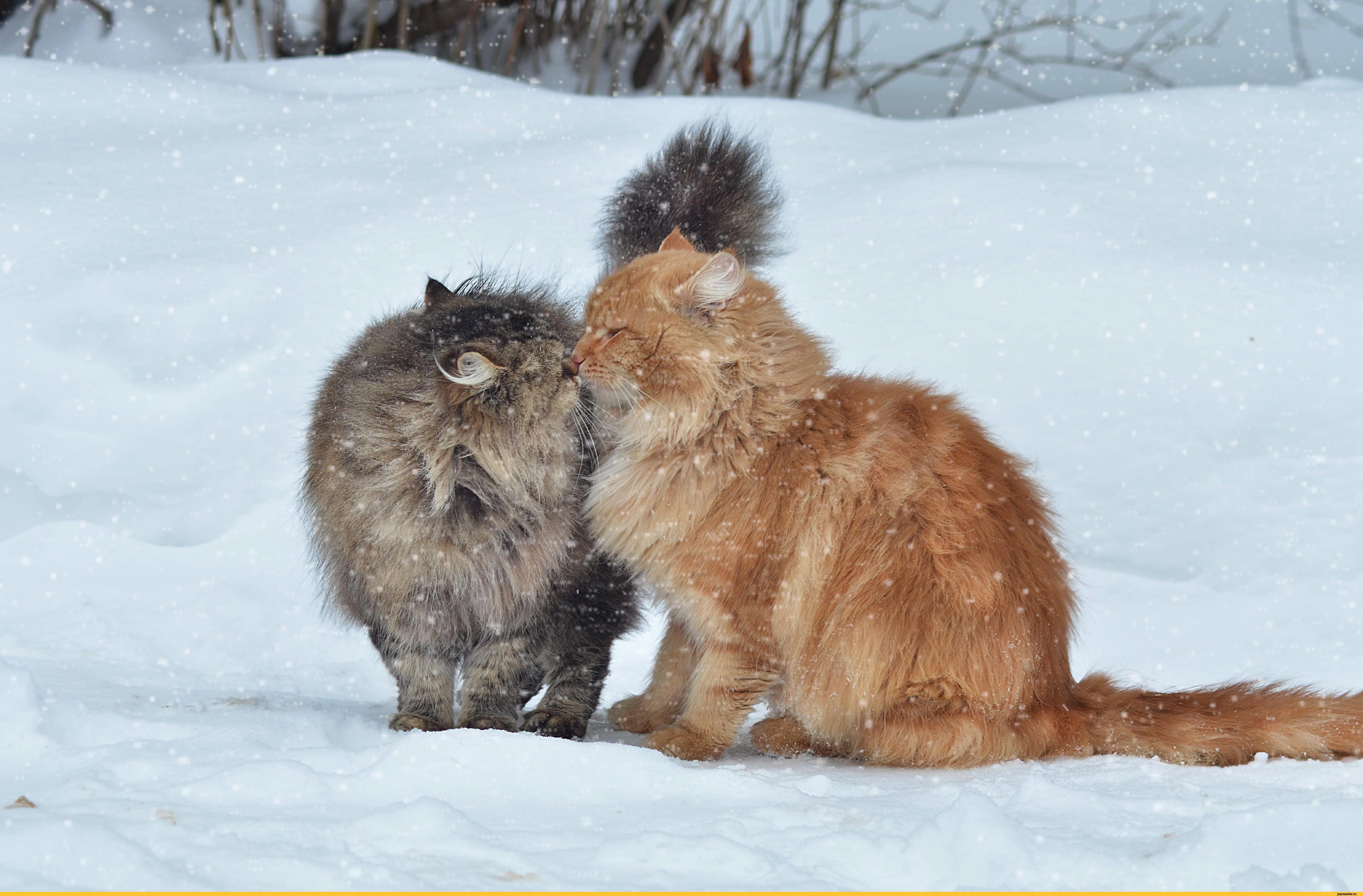 Кошка Зима Полосатый - Бесплатное фото на Pixabay - Pixabay