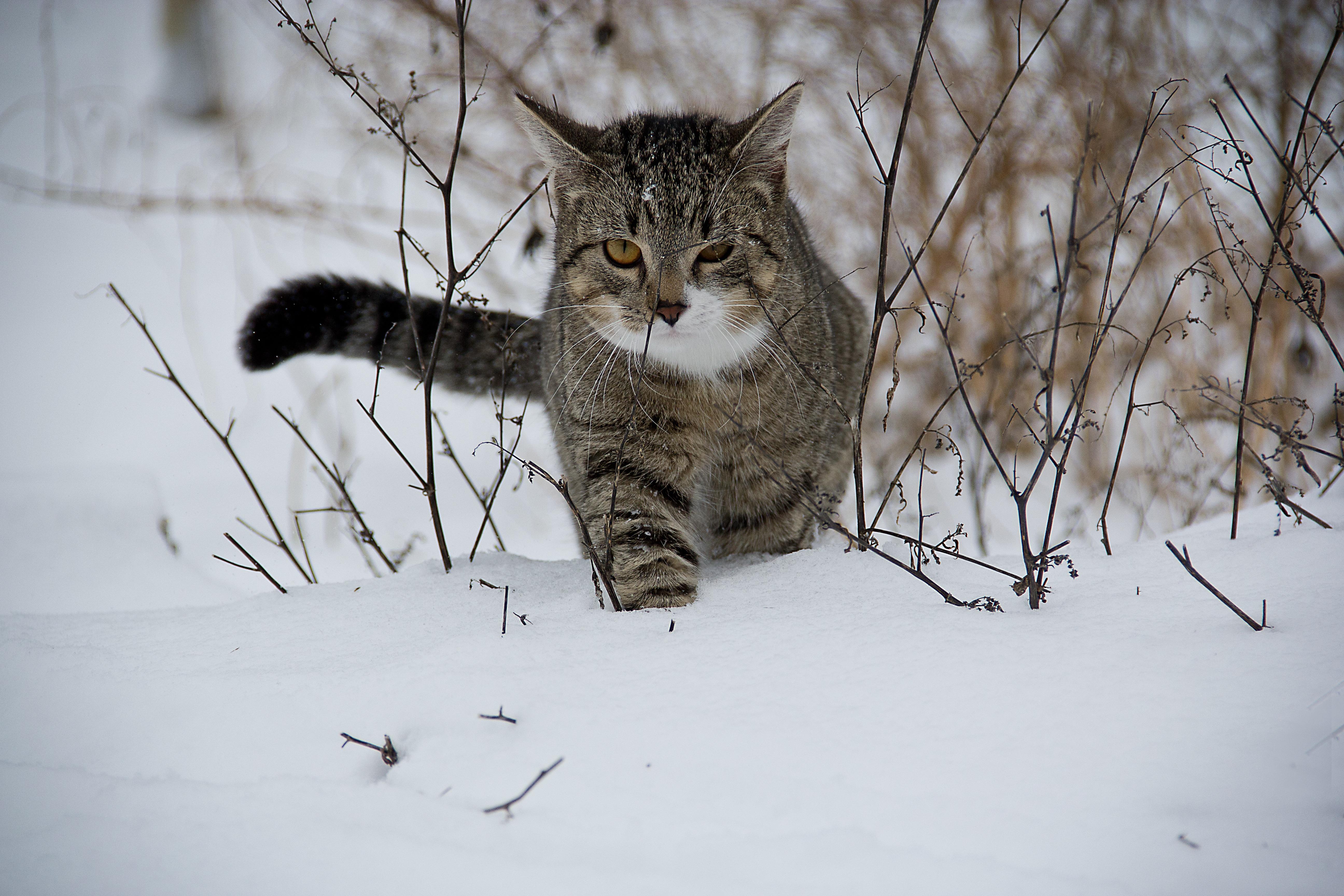 Кот зима фото красиво 💛💛» — создано в Шедевруме
