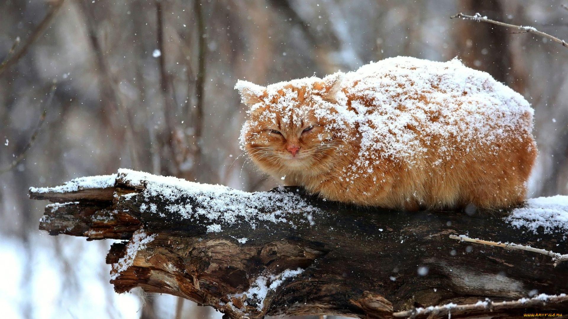 рыжий полосатый кот на снегу с глазами смотрящими вверх, кошка зимняя  картинка, кошка, зима фон картинки и Фото для бесплатной загрузки