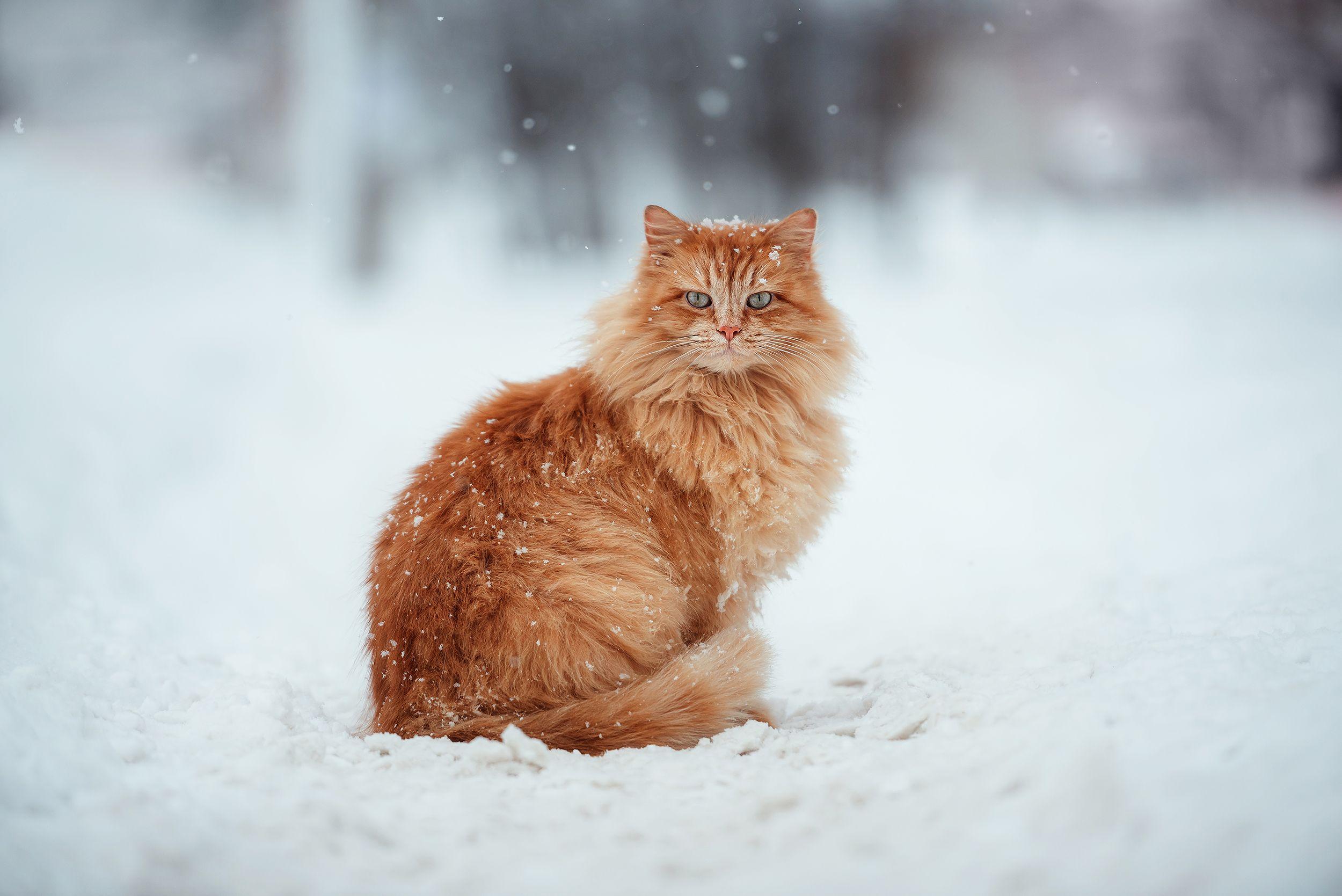 Рыжий кот в зимних декорациях. Фотограф Сальников Евгений