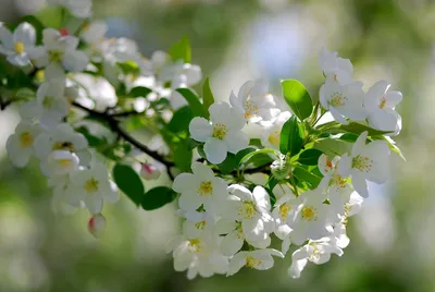 Розовые красивые цветы весны на ветви. Персиковое дерево Стоковое  Изображение - изображение насчитывающей цветок, цветки: 178117407