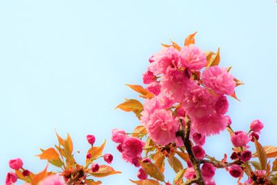картинки : цветок, весна, природа, дерево, красивая, Роза, Красный, небо,  филиал, дневное время, лепесток, Ветка, цветущее растение, бутон, цвести,  Магнолия 5412x3609 - Konevi - 1602047 - красивые картинки - PxHere