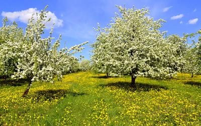 нарцисс фото красивых цветов весной весна, картина весенних цветов  луковицы, лампочка, цветы фон картинки и Фото для бесплатной загрузки