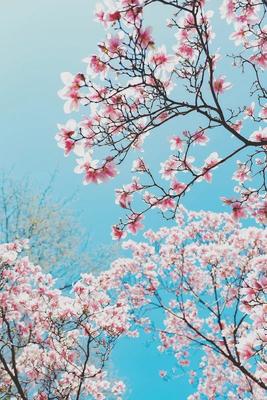 Весеннее время «арабской весны». Японская вишня Сакура. Красиво цветущий  красочный дерево в природе. Фон с солнечных лучей Стоковое Изображение -  изображение насчитывающей рост, кровопролитное: 181414705