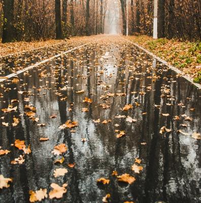 Красивые фото осени с дождем