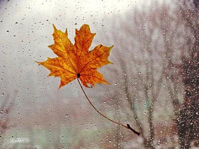 Осень дождь - 80 фото