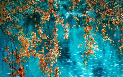 Осенний дождь фон, 3,350 картинки Фото и HD рисунок для бесплатной загрузки  | Pngtree