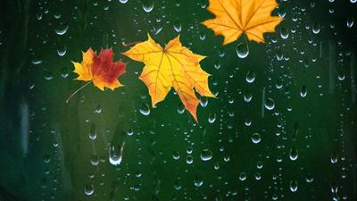 Капли дождя на осенних листьях - 66 фото