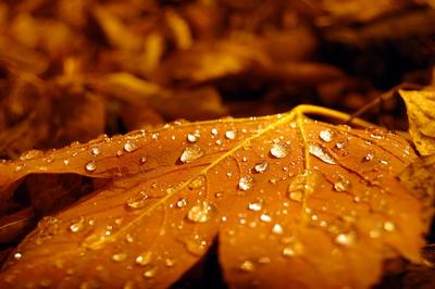 Осенние моменты: Фото в разных размерах | Осень дождь грусть Фото №1366707  скачать