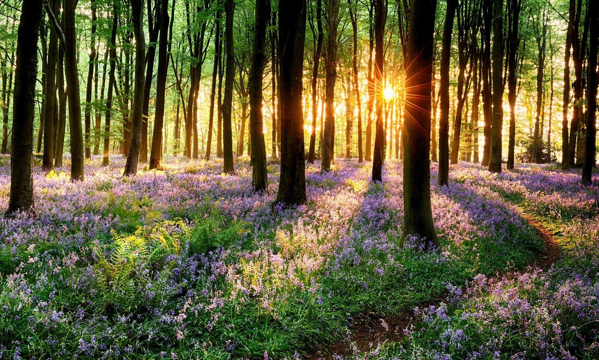 Красивые картинки лес весной