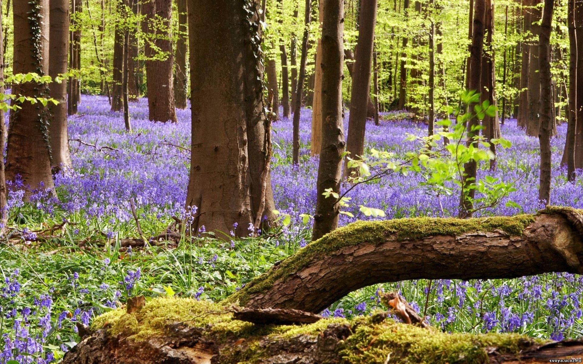 Цветущий Лес Весной Халлербосбельгия — стоковые фотографии и другие  картинки Без людей - Без людей, Бельгия, Буковое дерево - iStock