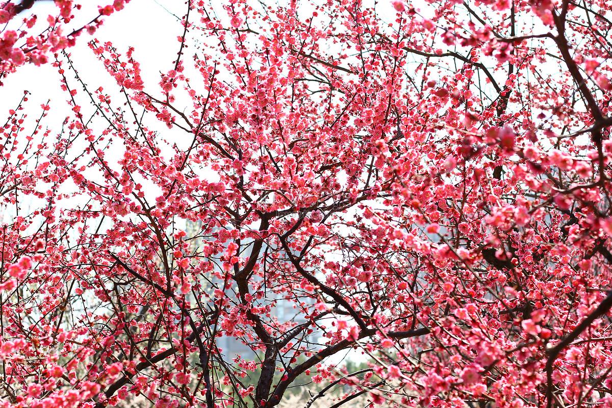 Природа Весна подснежники (46 фото) - 46 фото