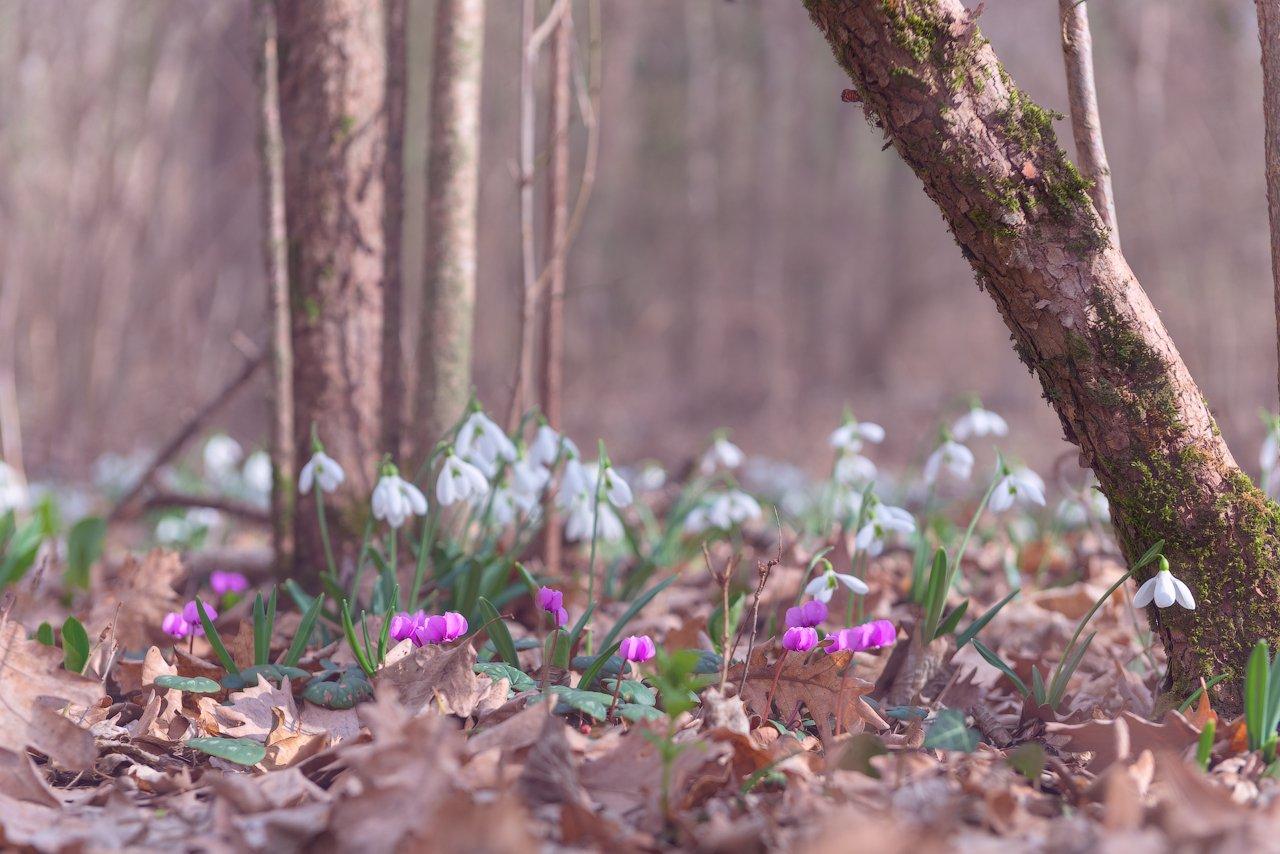 обои : Нарциссы, весна, лес, природа, Размышления 2560x1600 - - 1096669 -  красивые картинки - WallHere