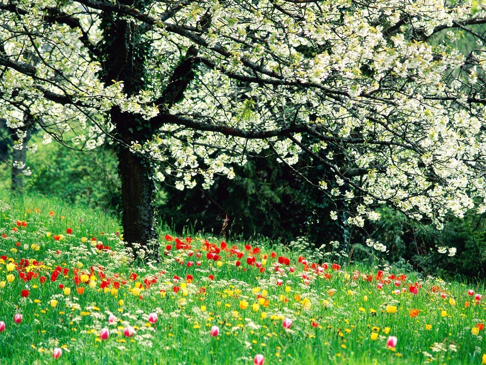Ранней весной, в лесу можно увидеть очень красивые цветы - подснежники -  обои на рабочий стол