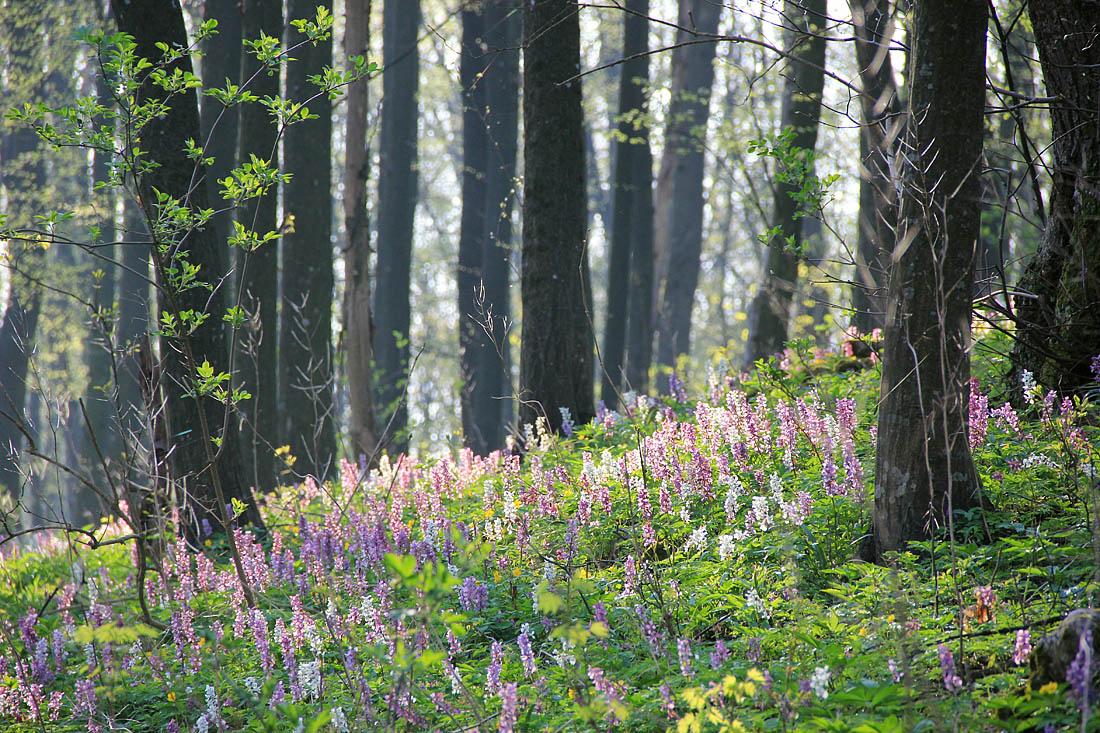 весенний лес во время захода солнца. цветение весной в лесу. пейзаж весной.  фото для фона. Стоковое Фото - изображение насчитывающей древесины,  сценарно: 215983482