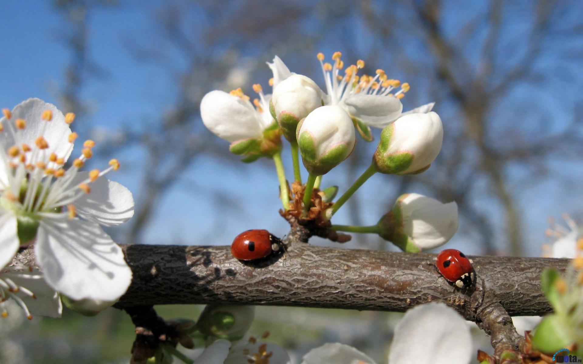 буковый лес весной Фото Фон И картинка для бесплатной загрузки - Pngtree