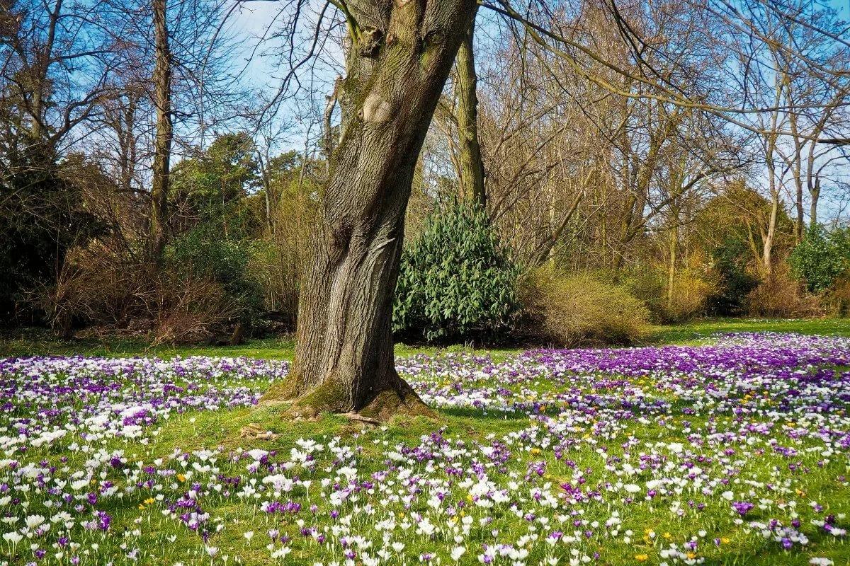 Где самая красивая весна. 17 нежных весенних фото из разных частей света