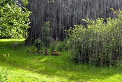 Почему важен первый летний дождь в деревне? Показываю фото дождя и шикарной  радуги в поле. | Деревенское Хозяйство Устиновых | Дзен