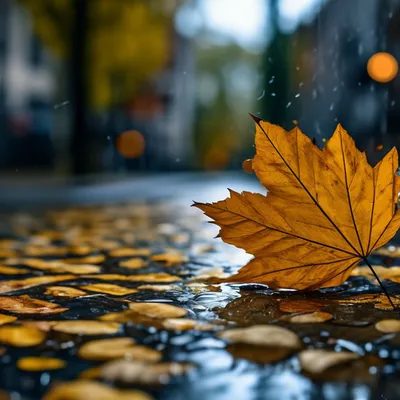 Листья Осень Дождь - Бесплатное фото на Pixabay - Pixabay