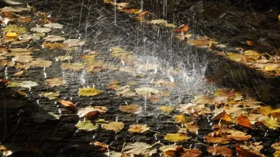 на осеннем листе капли воды, осенний дождь, дождь, падение фон картинки и  Фото для бесплатной загрузки