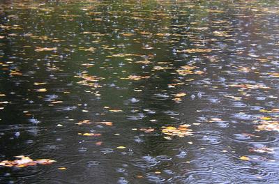 Осень дождь (57 фото)
