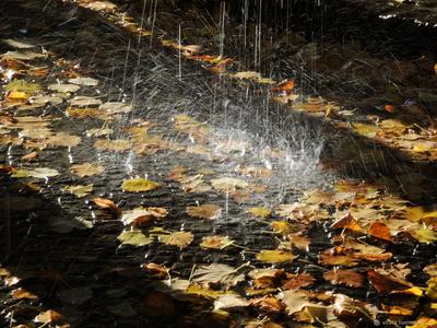 изображение обоев дождь дождь осенние листья красное дерево дождливый,  апрельский дождь, Hd фотография фото, завод фон картинки и Фото для  бесплатной загрузки