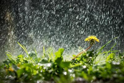 Прозрачный Зонтик Под Дождем На Фоне Брызг Воды Концепция Дождливой Погоды  — стоковые фотографии и другие картинки Дождь - iStock