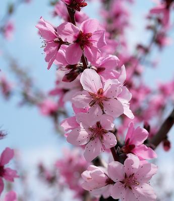 SardoPix - Самая красивая весна.... | Facebook