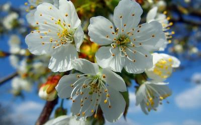В саду красивые цветы весны цветущий. Да тут весенние цветы Стоковое Фото -  изображение насчитывающей весна, красивейшее: 172633280