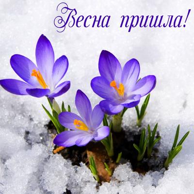 С первым днем весны: красивые поздравления и яркие открытки - Завтра.UA