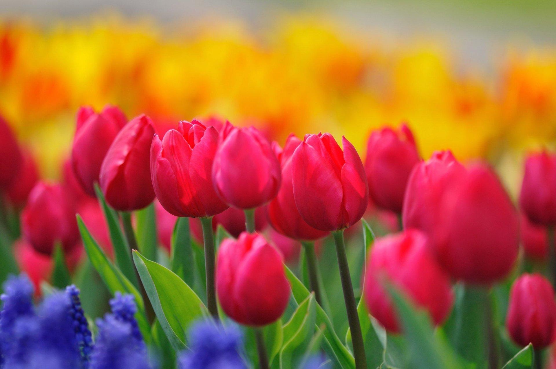 Красивые картинки тюльпаны весна