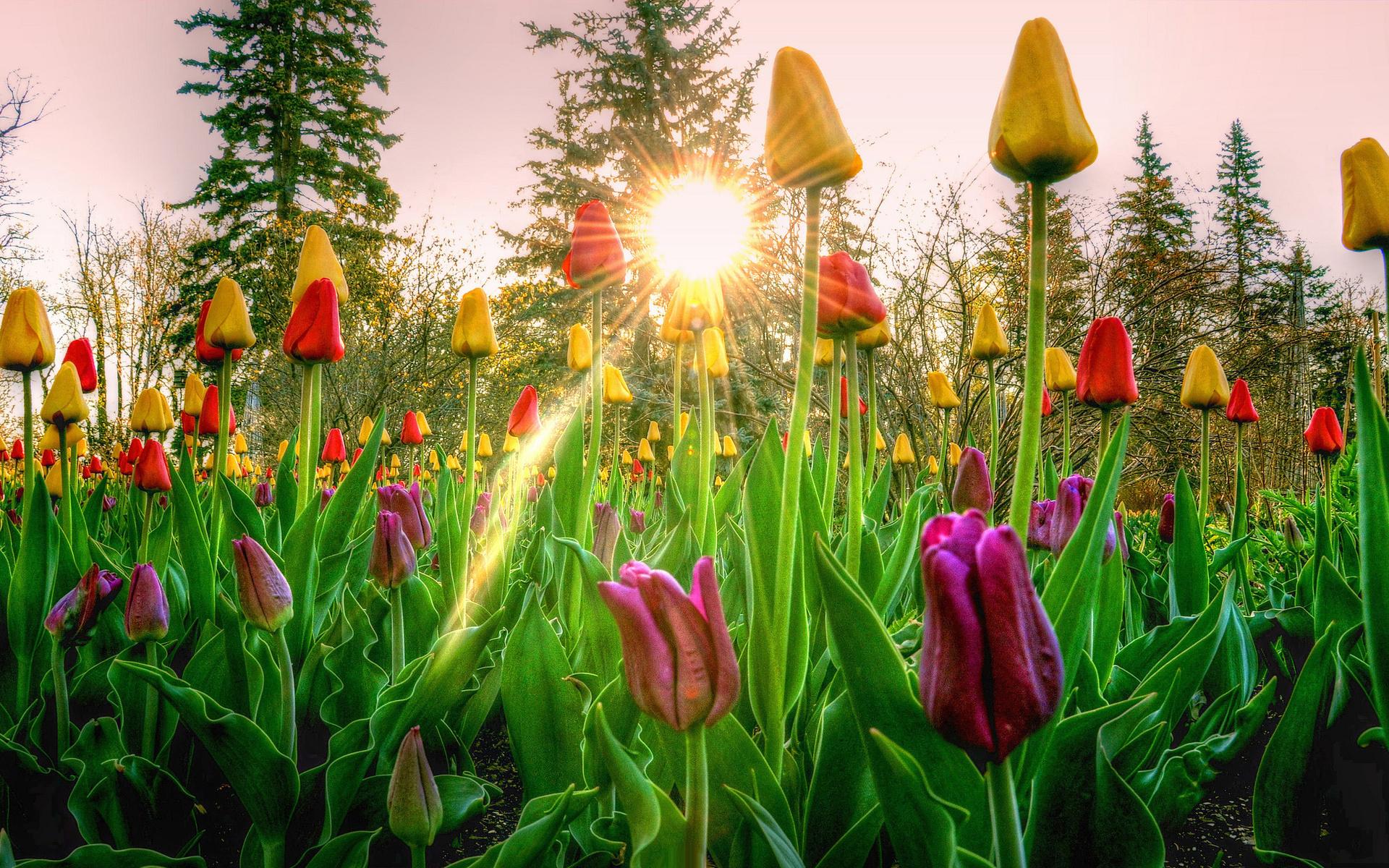 Весна тюльпаны - 65 фото