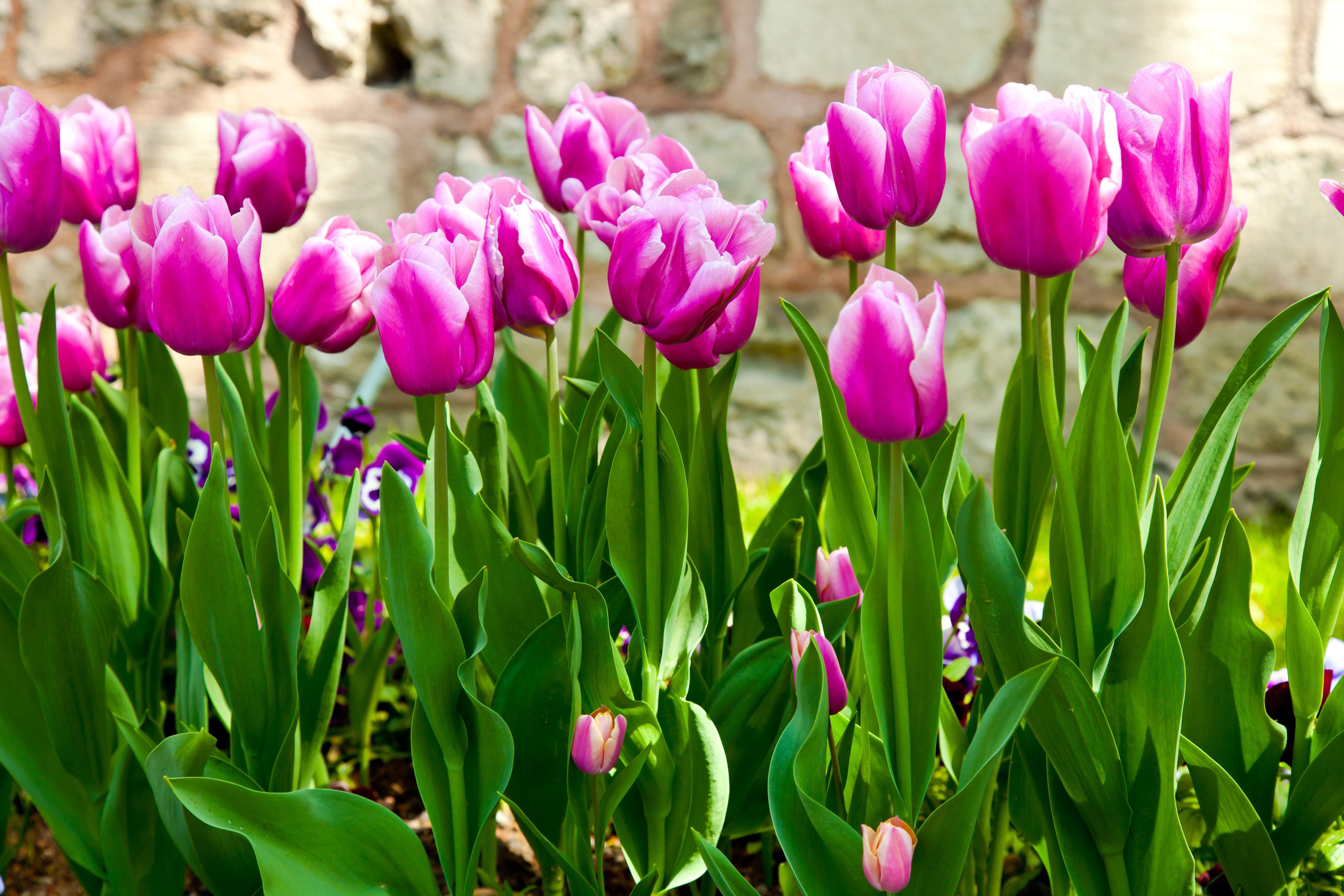 Цветы Тюльпаны Весна - Бесплатное фото на Pixabay - Pixabay