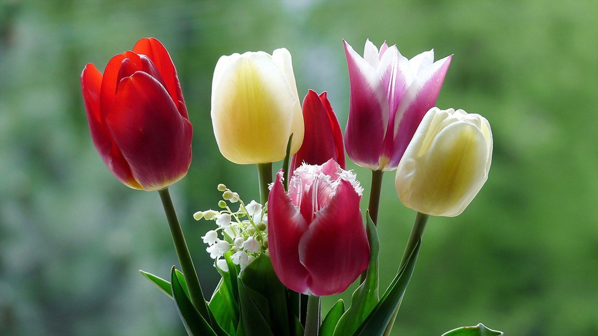 тюльпаны в полном цвету потрясающий весенний фон для веб баннеров и  дизайнов открыток Фото Фон И картинка для бесплатной загрузки - Pngtree