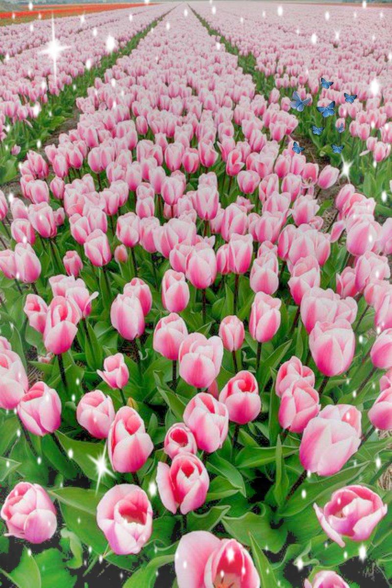 Обои на рабочий стол Розовые весенние тюльпаны, обои для рабочего стола,  скачать обои, обои бесплатно
