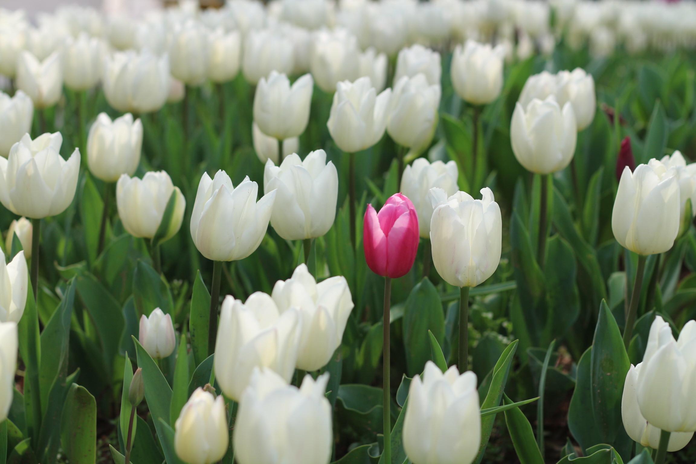 Обои Тюльпаны весной, картинки - Обои для рабочего стола Тюльпаны весной  фото из альбома: (цветы)