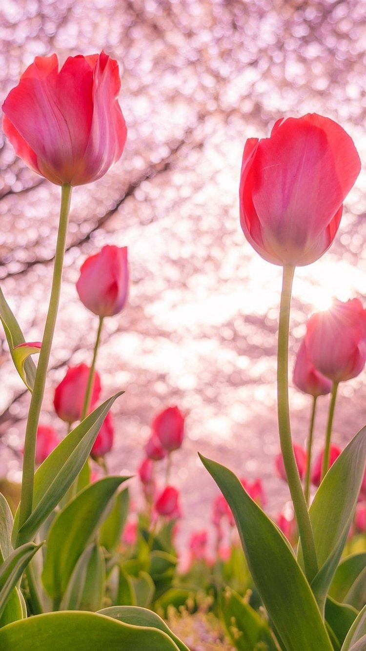 Весна тюльпаны - 65 фото